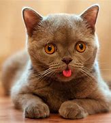 Image result for Cat with Tongue Hanging Out