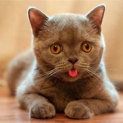 Image result for cats with tongues out