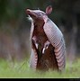 Image result for Pic of Armadillo