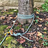 Image result for Bungee Cords for Trees