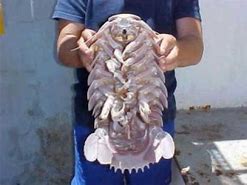 Image result for Giant Sand Flea