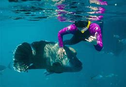 Image result for Whitsunday Island Snorkeling