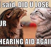 Image result for Deaf Cat Hilarious