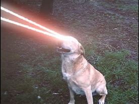 Image result for Dog Shooting Laser