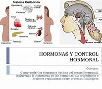 Image result for hormonal