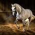 Image result for Lusitano Horse Dressage