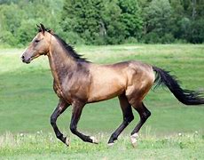 Image result for Fastest Horse Breed