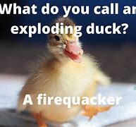 Image result for Duck Jokes Meme