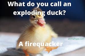 Image result for Wholesome Duck Memes