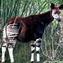 Image result for Top 5 Rarest Animals