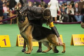 Image result for What Is the Biggest Dog in the World