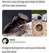 Image result for Thicc Ant Meme