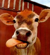 Image result for Funny Head Cow All