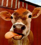 Image result for Funny Looking Cows