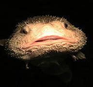 Image result for BlobFish in the Water