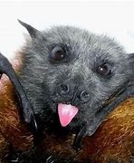 Image result for Baby Bat Meme