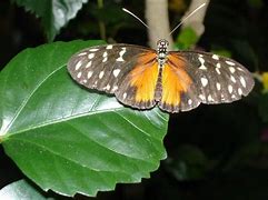 Image result for Butterfly Zoo Icon