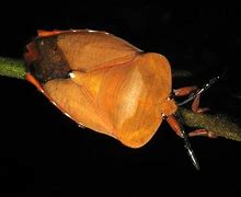 Image result for Moon Cricket Bug