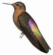 Image result for Aglaeactis Trochilidae