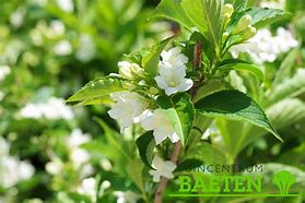 Image result for Weigela Candida