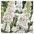 Image result for Buddleja davidii White Bouquet