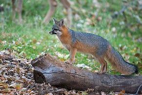Image result for Deer Fox Grey Tail