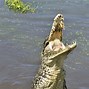 Image result for Dominator Crocodile