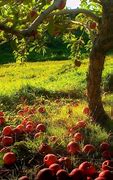 Image result for Aesthetic Apple Tree Grove