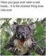 Image result for Scary Koala Meme