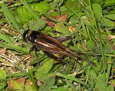 Image result for Australian Field Cricket