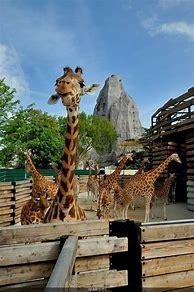 Image result for Zoo De Paris