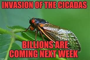 Image result for Cicada Meme Green Text