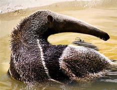 Image result for Anteater Tongue
