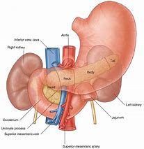 Image result for Pancreas Diagram