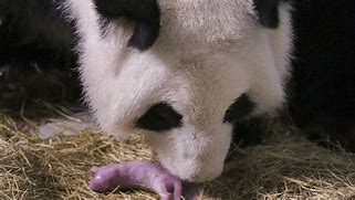 Image result for Panda Giving Birth