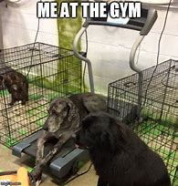Image result for Gym Meme Dog