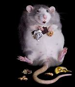 Image result for Funny Fat Rats