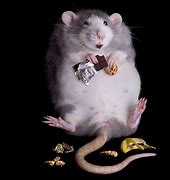 Image result for Rat Eating Funny