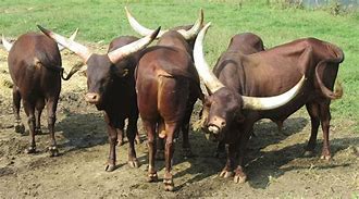 Image result for Ankole Cows in Uganda