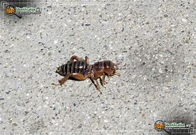 Image result for Jerusalem Cricket Larvae