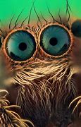 Image result for Jumping Spider Fuzzy Eyes