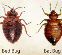 Image result for Bat Bugs Treatment
