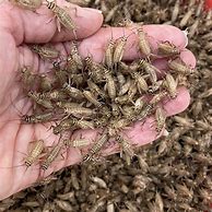 Image result for Live Crickets in Bulk