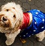 Image result for Hilarious Halloween Dog Costumes