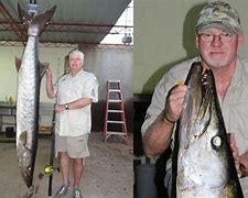 Image result for Biggest Barracuda Fish Ever Caught