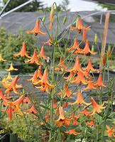 Image result for Lilium canadense