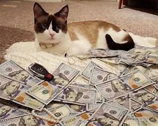 Image result for Cat with Pink Money