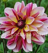 Image result for Dahlia Dark Butterfly