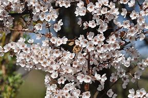 Image result for Prunus Trailblazer