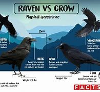 Image result for Difference Between Crow and Raven Sounds
